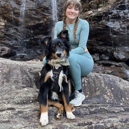 Miniature Australian Shepherd All Grown Up from Harley Farm Aussies