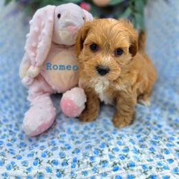 Romeo - male Cavapoochon puppy in Bullard, Texas from Cavapoochon Central LLC