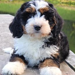 Daphne - Bernedoodle