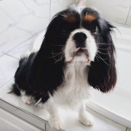 Cavachons and Cavalier King Charles Spaniels from Citrus Blue Farms