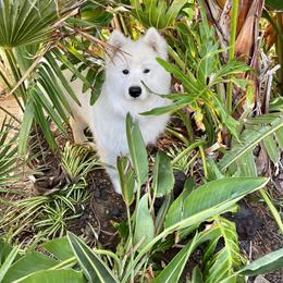 Samoyed Puppies from Sassillie Samoyeds