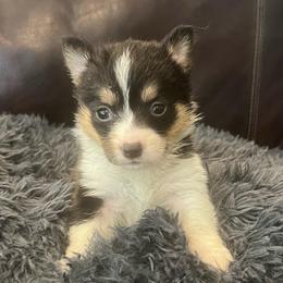 MO-F03 - Black and tan female Pembroke Welsh Corgi puppy in Stockton, Iowa from Infinity Corgis