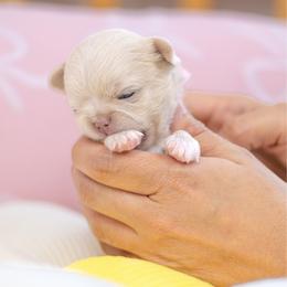 Baby Luca - Gold male Chihuahua puppy in Jacksonville, Florida from Petits Chihuahuas