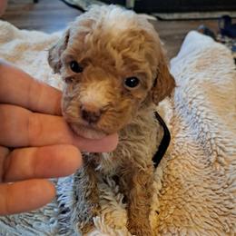 Violet, Purple Girl - Red female Bernedoodle puppy in Lafayette, Alabama from Williams Lake Doodles