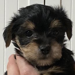 Assorted Doodle Crosses, Double Doodle, Maltipoo, Morkie, and Yorkipoo Puppies from Danza Bolo