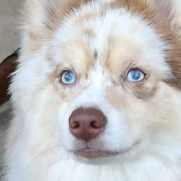 Pomskies from Blue Road Pomskies