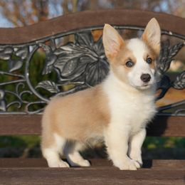 COLT - Red male Pembroke Welsh Corgi puppy in Berea, Kentucky from SunShine Corgis