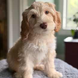 Gerta - Caramel female Australian Labradoodle puppy in Stanwood, Washington from Victoria Creek Australian Labradoodles