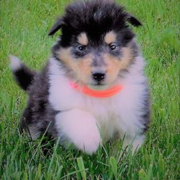 Collie Puppies from Heritage Salt Lake Kennels