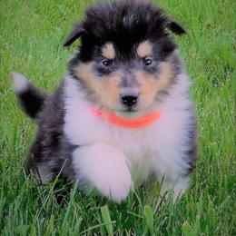Collie Puppies from Heritage Salt Lake Kennels