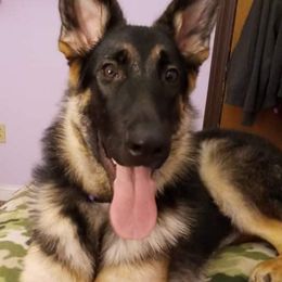 German Shepherd Puppies from Sandy’s Shepherds