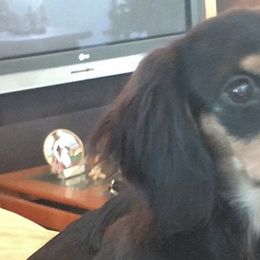 LuLu - Dachshund
