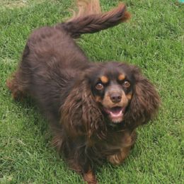 Mocha - Cavalier King Charles Spaniel