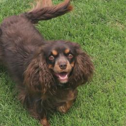 Mocha - Cavalier King Charles Spaniel