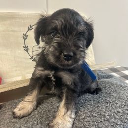 Blue - Black and silver male Miniature Schnauzer puppy in Parker, Pennsylvania from TJ's Silver Paws Miniature Schnauzers