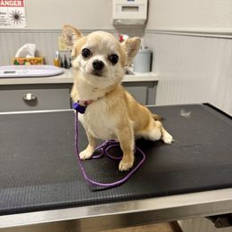 Lil Dude - Fawn male Chihuahua puppy in Grass Valley, California from Red Paw Chihuahuas