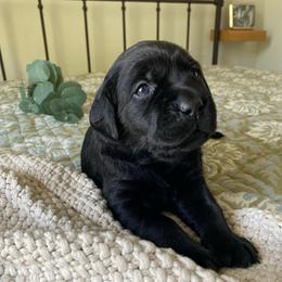 Ms. Blue - Black female Labrador Retriever puppy in New Hanover, New Jersey from Misty Labs