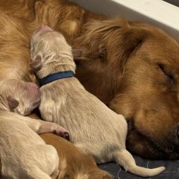 Pink - Golden female Golden Retriever puppy in Peoria, Arizona from Westwing Retrievers