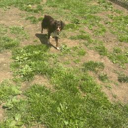 Molly - Red tri female Miniature Australian Shepherd puppy in Terryville, Connecticut from Spirited Aussies