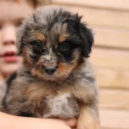 Jess - Blue merle male Aussiedoodle puppy in Orleans, Indiana from Mae Blossom Puppies