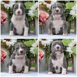 Female 2 - Blue female American Bully puppy in Cecil County, Maryland from Nitro’s Bullies