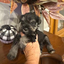 Ozzy - Salt and pepper male Miniature Schnauzer puppy in Thomasville, Georgia from D’Elegant Paws