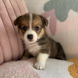 Thistle - Sable male Pembroke Welsh Corgi puppy in Paxton, Illinois from McGovern Family Corgis