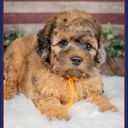 Kingman - Merle male Cockapoo puppy in Connersville, Indiana from Deaz Doodle Ranch