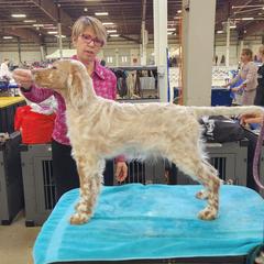 English Setter Puppies from BIRDHAVEN