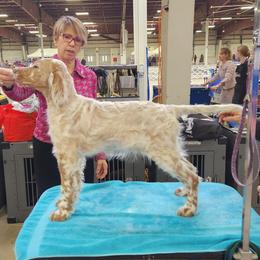 English Setter Puppies from BIRDHAVEN