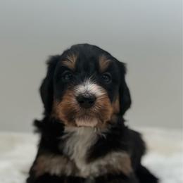 Fiji - Tri-color male Bernedoodle puppy in Clermont, Florida from Shadow Bernedoodles & Dog Training
