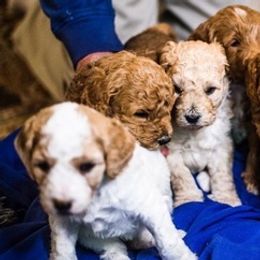 Goldendoodles from Amber’s Goldendoodles