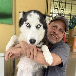 Crystal - Siberian Husky