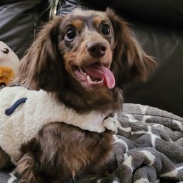 Dachshunds from Timberline Mini Longhaired Dachshunds