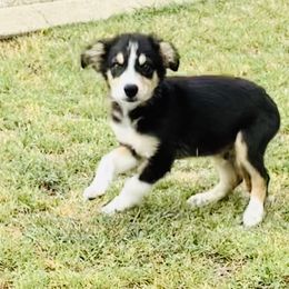 Border Collie Puppies from Bordercollieblues