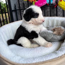 Ella - Black and white female Sheepadoodle puppy in Joelton, Tennessee from PC Pampered Parti's