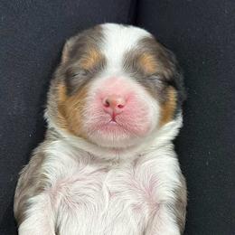 Shelby - Blue merle female Bernedoodle puppy in El Campo, Texas from Little Fur Friends Bernedoodles