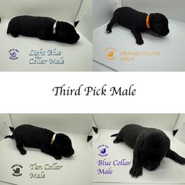 Third Pick Male - Black male Labrador Retriever puppy in Greater Houston Area, Texas from Coram Deo Retrievers