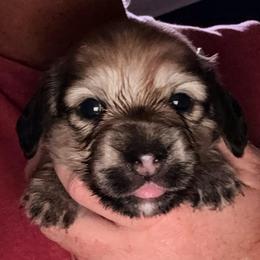 Boy 1 - LH shaded cream - Cream male Dachshund puppy in Pierson, Florida from Michelle’s Mini Dachshunds