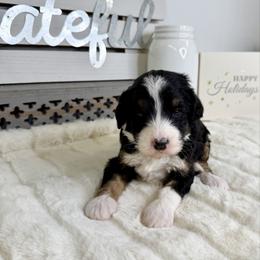 Punch - Tri-color female Bernedoodle puppy in Hegins, Pennsylvania from Bubbling Springs Doodles, LLC