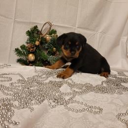 Rottweiler Puppies from Von Nuffosttor Rottweilers
