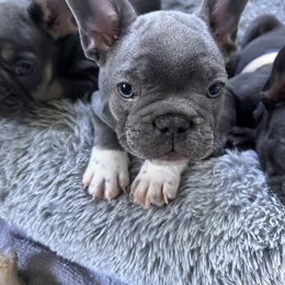 French Bulldog Puppies from High Tide Frenchies