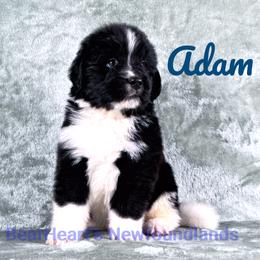Adam - White and black male Newfoundland puppy in Cortez, Colorado from Bear Heart Newfoundlands, LLC