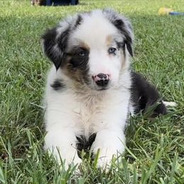 Miniature Australian Shepherds and Pembroke Welsh Corgis from Cannon Hill Kennels