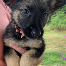 German Shepherds from Summer's German Shepherds