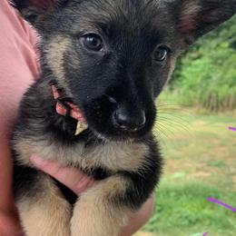 German Shepherds from Summer's German Shepherds