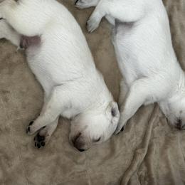 Labrador Retriever Puppies from Stonegate Labradors