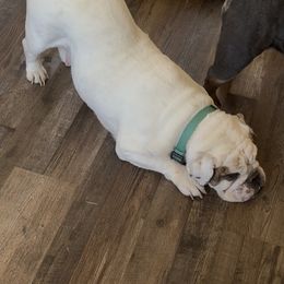 Bulldog Puppies from Snuggle Pups