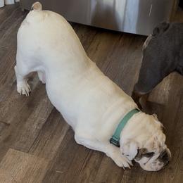 Bulldog Puppies from Snuggle Pups