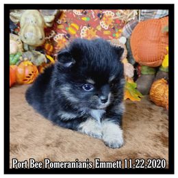 Pomeranian Puppies from Port Bee Pomeranian’s